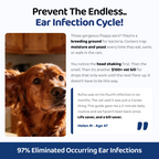 The Complete Cocker Spaniel Guide | Trusted by 1,000+ Owners