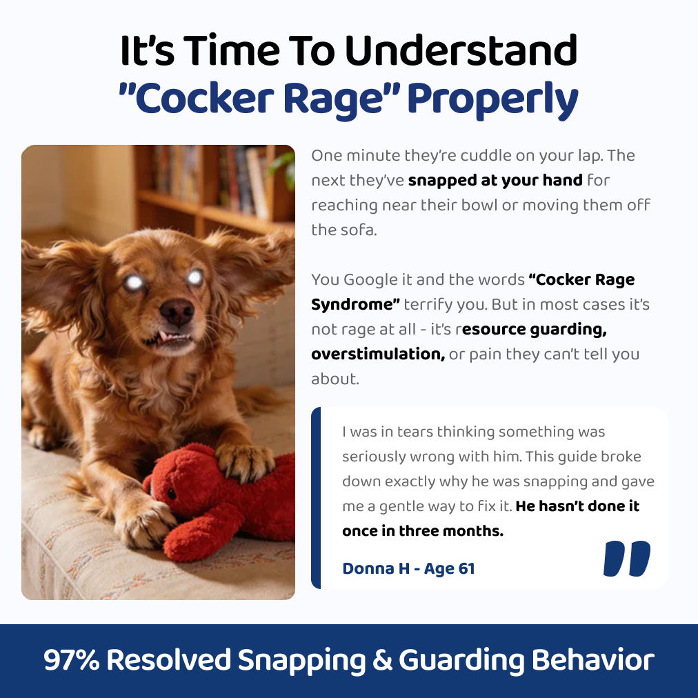 The Complete Cocker Spaniel Guide | Trusted by 1,000+ Owners